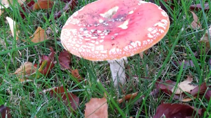 Rivierenhof, geleide parkwandeling