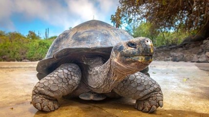 Galapagoseilanden II.
